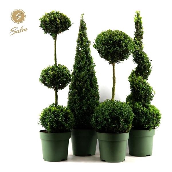 <h4>Buxus semp. Special Models XXL Mix Shelf P27</h4>