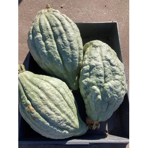 . Cucurbita Pepo