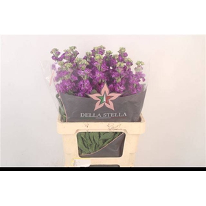 MATTH IRON PURPLE
