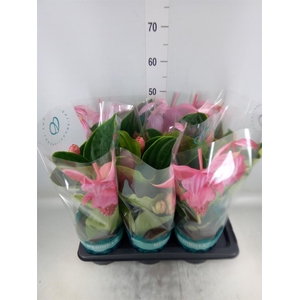 Medinilla magn. 'Flamenco'