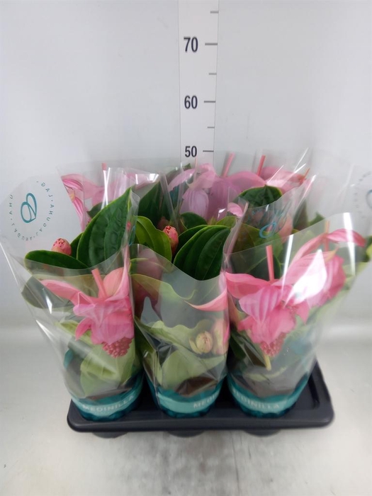 <h4>Medinilla magn. 'Flamenco'</h4>
