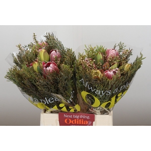 BQ Protea 3 Flowers