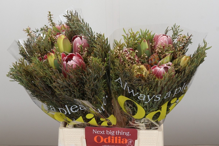 <h4>BQ Protea 3 Flowers</h4>