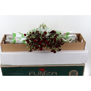 Di Tr Chateau  x20 Box