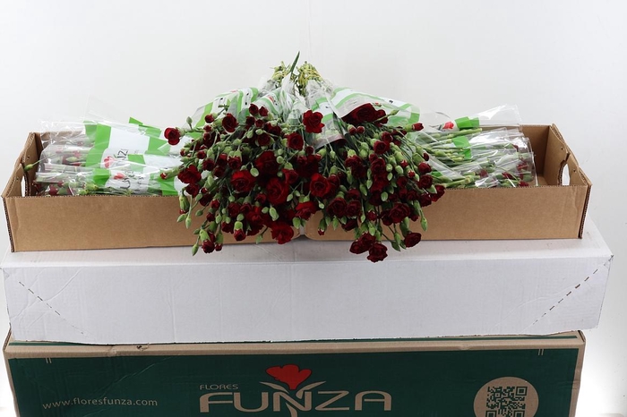 <h4>Di Tr Chateau x20 Box</h4>