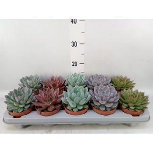 Echeveria   ...mix