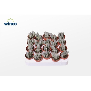 Crassula Falcata Minor