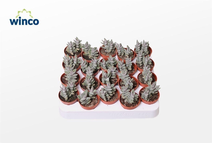 <h4>Crassula Falcata Minor</h4>