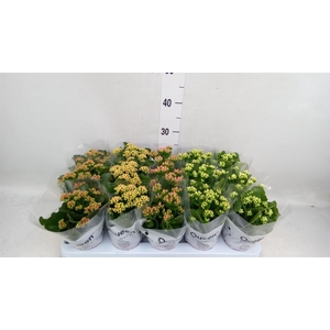 Kalanchoe blos.   ..rosebud mix  5
