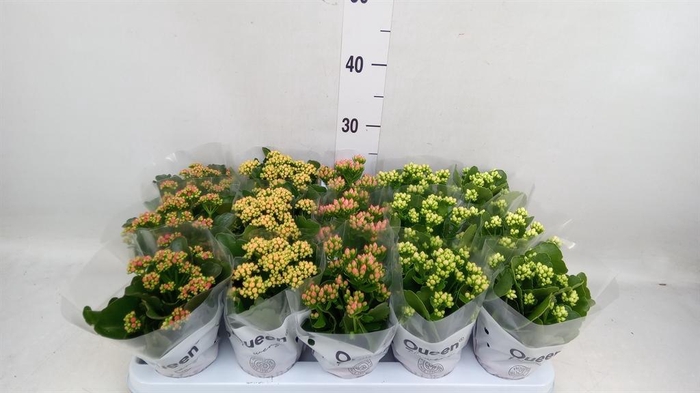 <h4>Kalanchoe blos.   ..rosebud mix  5</h4>