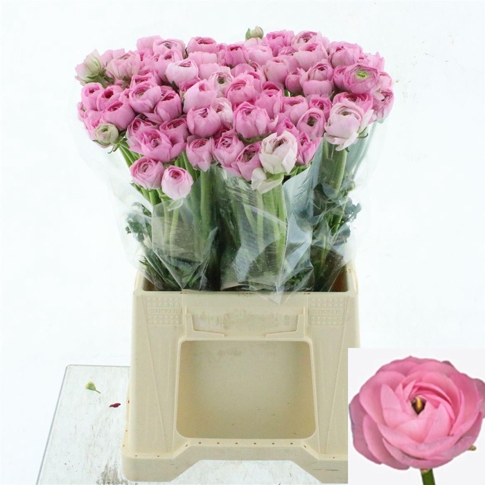 <h4>RAN EL PINK</h4>