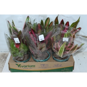 NEOREGELIA VARIADA P14