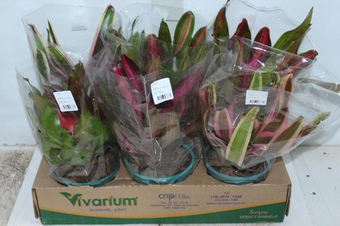 <h4>NEOREGELIA VARIADA P14</h4>