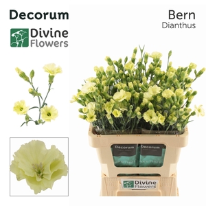 Dianthus TR 'Solomio Bern'