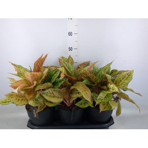 Aglaonema   ...
