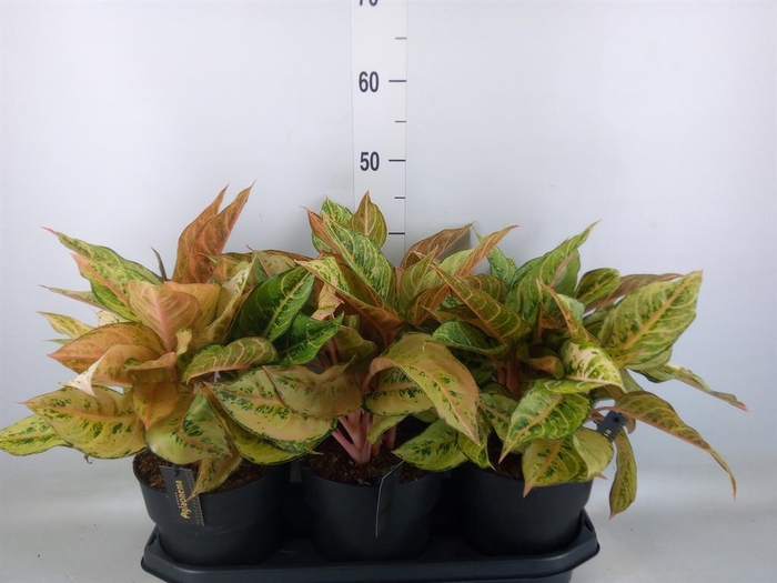 <h4>Aglaonema   ...</h4>