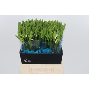 Ornithogalum T Mount Fuji