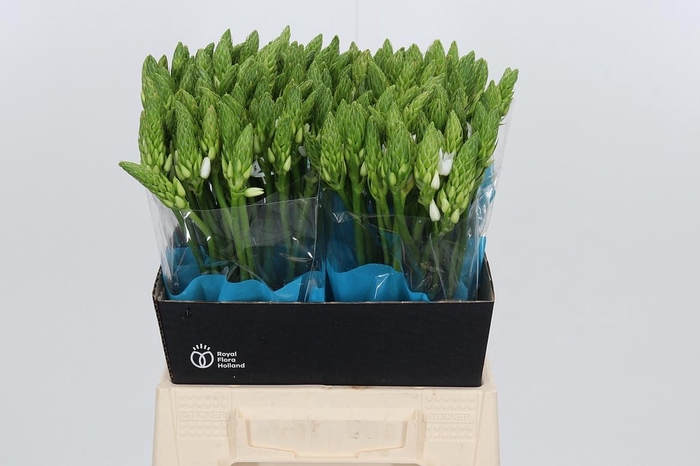 <h4>Ornithogalum T Mount Fuji</h4>