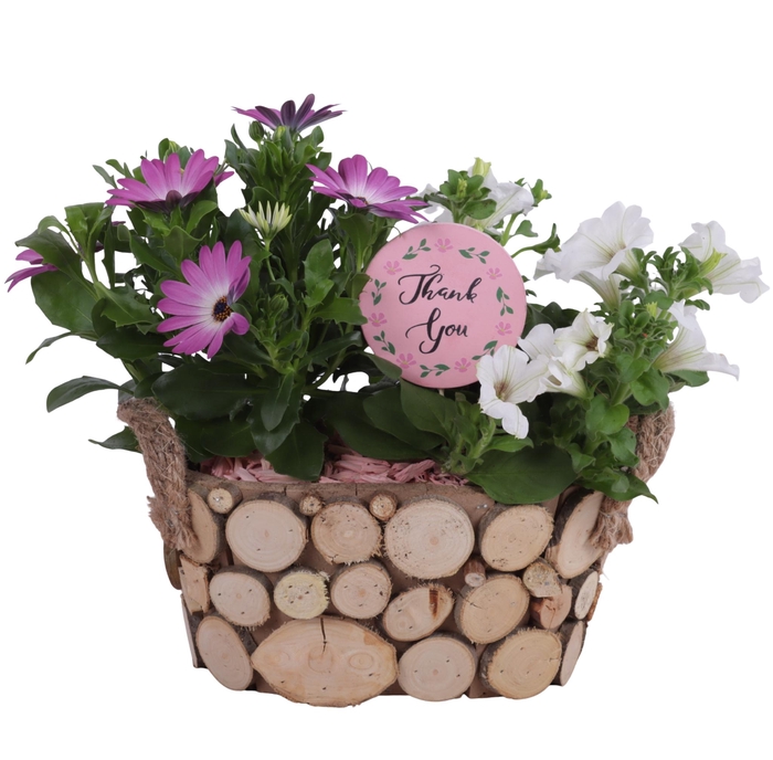 <h4>Mothersday Arr. Outdoor Wooden Pot Oval Tree Chucks Ø23cm 2PP</h4>