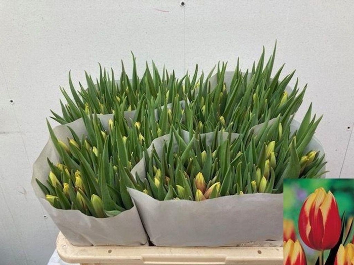 <h4>Tulipa si jan seignette</h4>