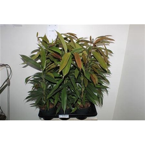 ** Fic Bin Amstel King * Spring Deal *