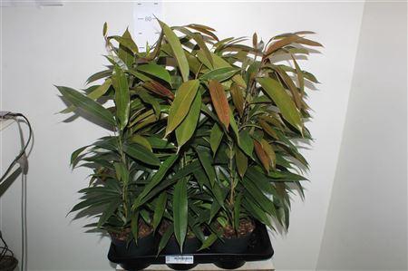 <h4>** Fic Bin Amstel King * Spring Deal *</h4>