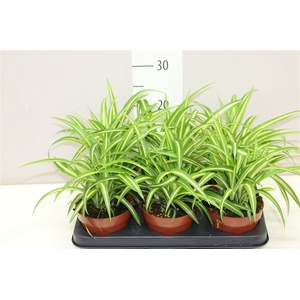 Chlorophytum Co Variegatum