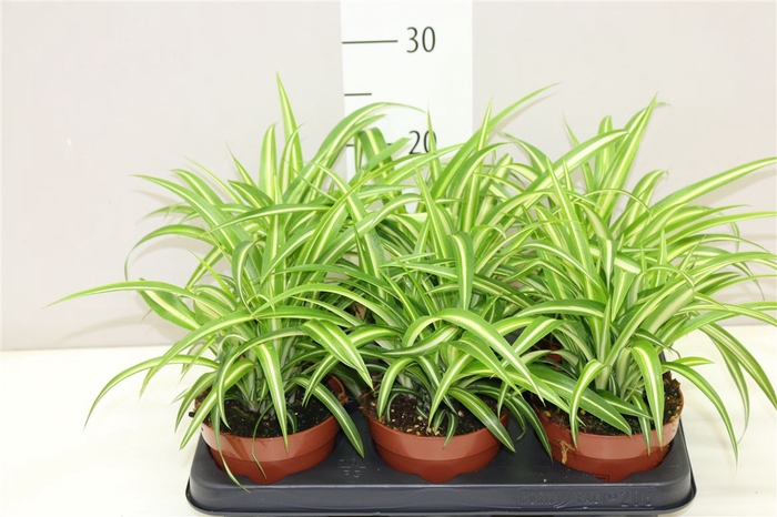 <h4>Chlorophytum Co Variegatum</h4>