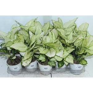AGLAONEMA WHITE JOY P12