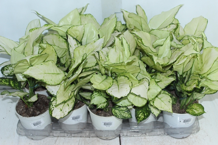 <h4>AGLAONEMA WHITE JOY P12</h4>