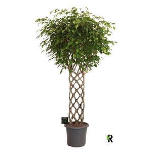 Ficus Be Exotica stam gevlochten