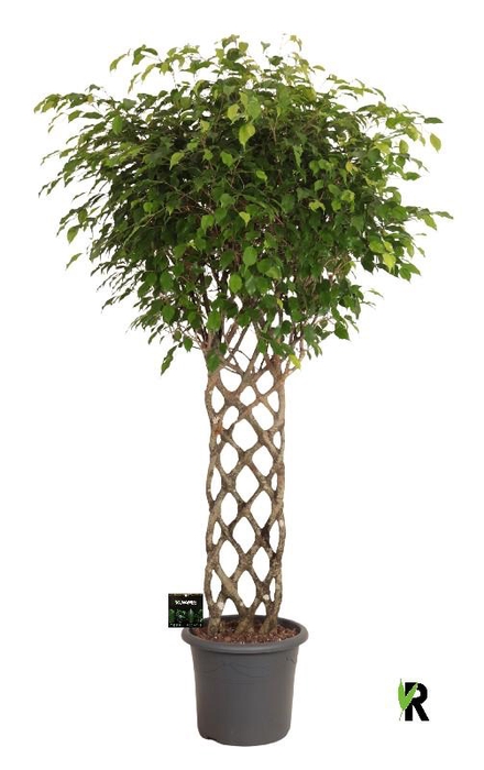 <h4>Ficus Be Exotica stam gevlochten</h4>