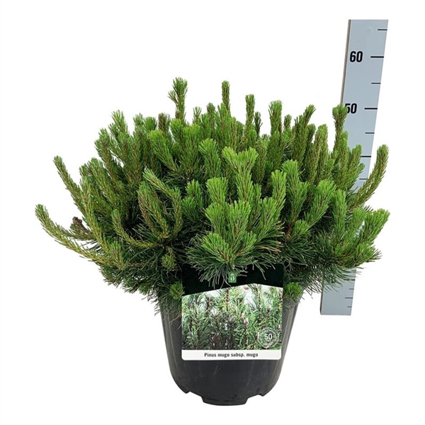 <h4>Pinus mugo mugo</h4>