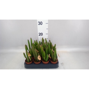 Stapelia leendertziae