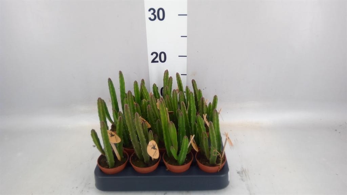 <h4>Stapelia leendertziae</h4>