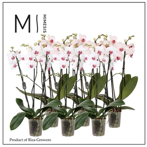 Mimesis Phal. Red Lip - 3 spike 12cm