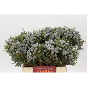 Kaaps Groen Silver Brunia