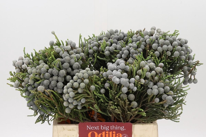 <h4>Kaaps Groen Silver Brunia</h4>