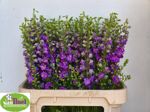 <h4>CONS R Q VIOLE LILAC</h4>