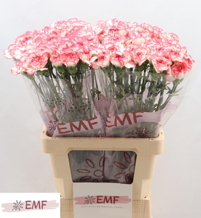 <h4>DI ST BACARAT PINK</h4>