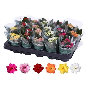 Kalanchoe Rosalina gemengd in tray Mix