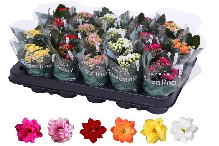 <h4>Kalanchoe Rosalina gemengd in tray Mix</h4>
