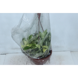 JIBOIA BRANCO PEND C21 PENDENTE