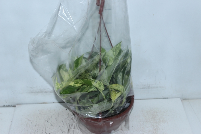 <h4>JIBOIA BRANCO PEND C21 PENDENTE</h4>