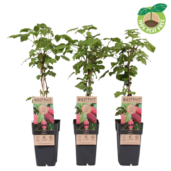 <h4>Rubus Tayberry</h4>