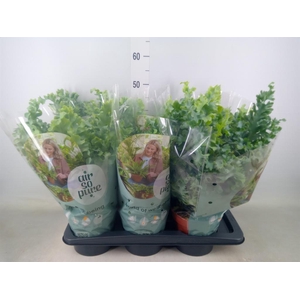 Phlebodium aureum 'Davana'