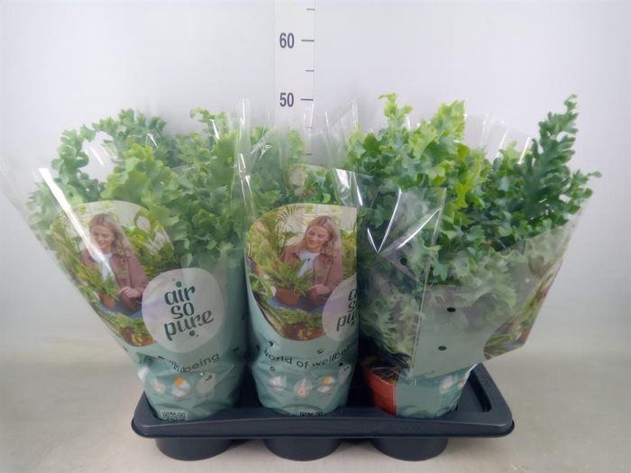 <h4>Phlebodium aureum 'Davana'</h4>