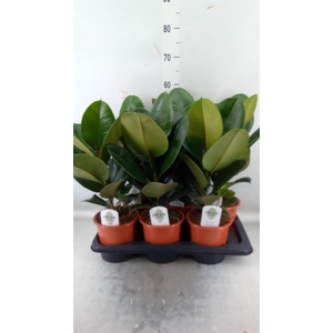 Ficus elastica 'Robusta'