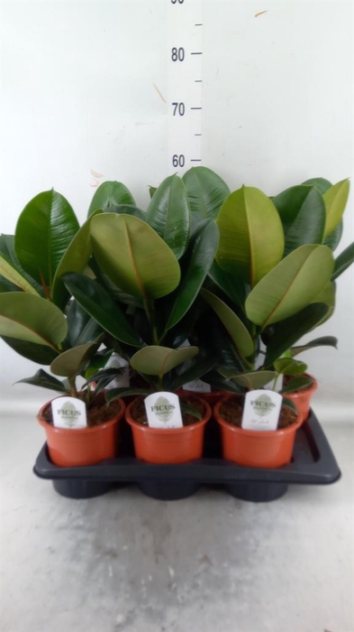 <h4>Ficus elastica 'Robusta'</h4>