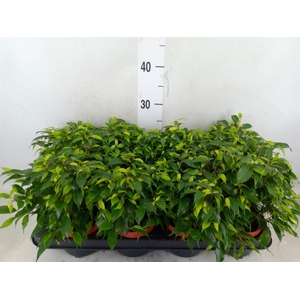 Ficus benja. 'Green Kinky'